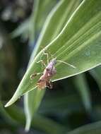 Image of Gralliclava australiensis Dolling 1978