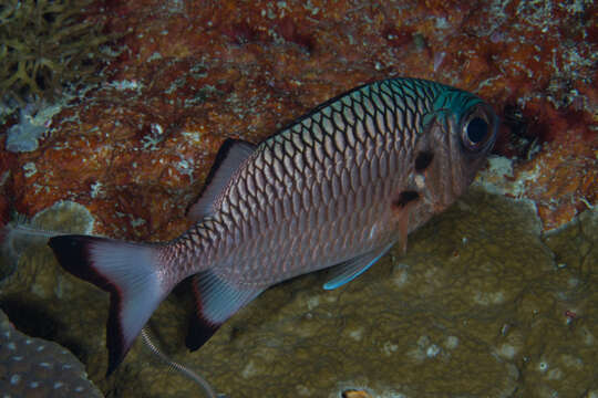 Image of Blackfin Soldierfish