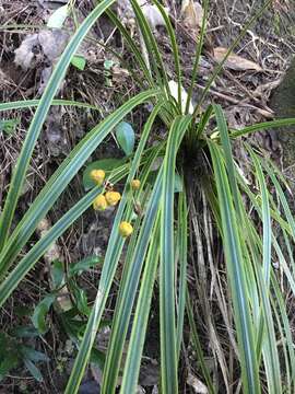 Image of Libertia ixioides (G. Forst.) Spreng.