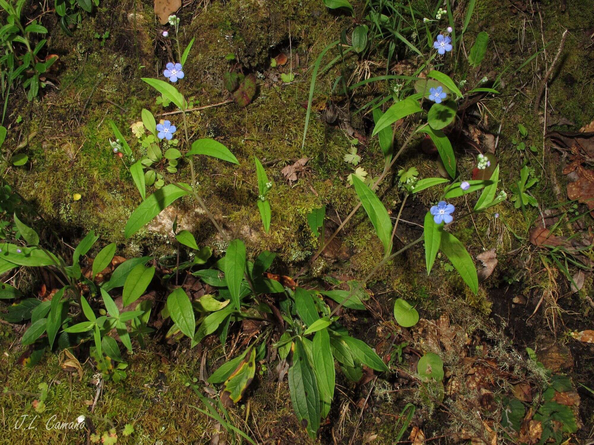 Omphalodes nitida (Willd.) Hoffmanns. & Link的圖片