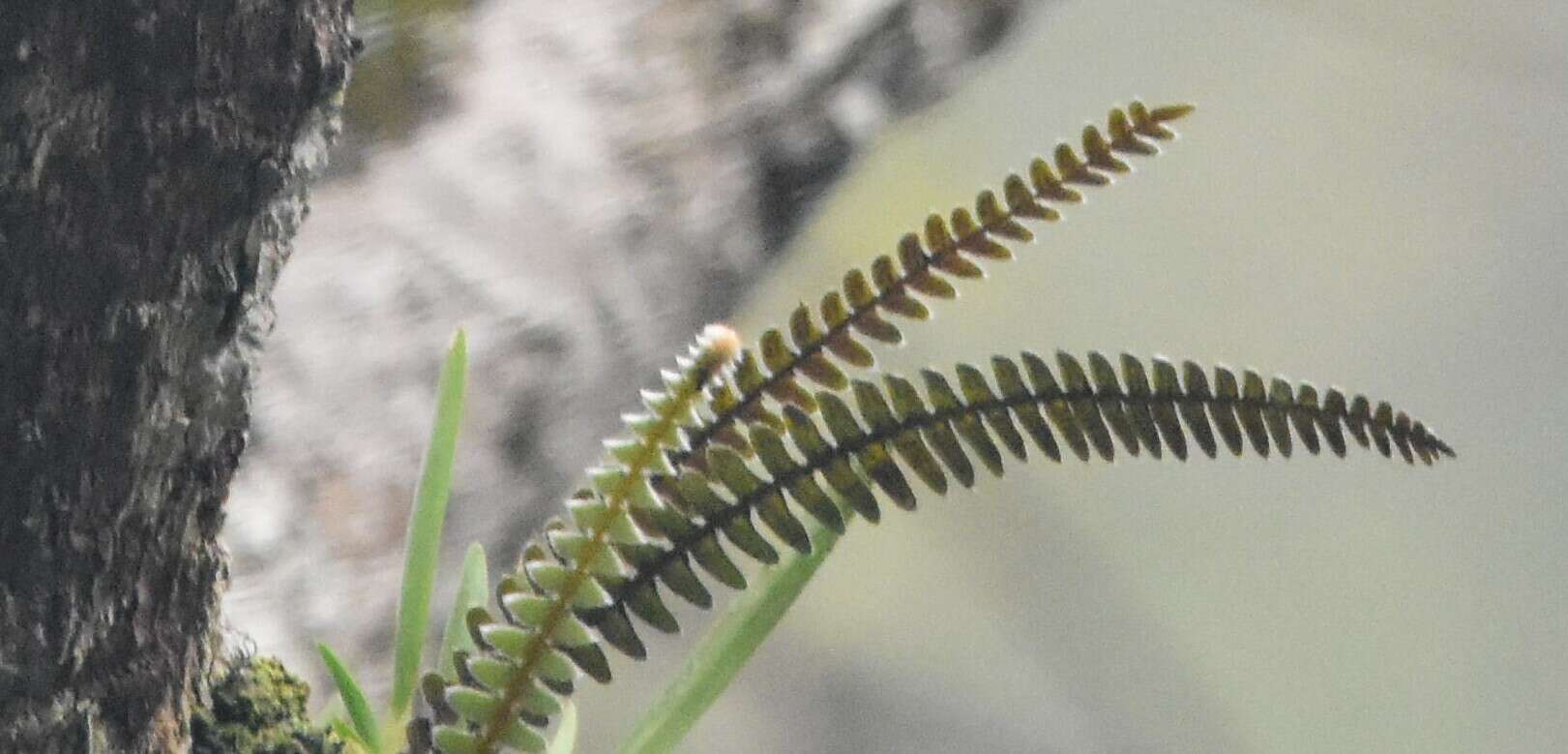 Image of Pleopeltis bombycina (Maxon) A. R. Sm.