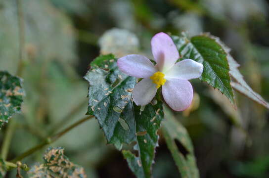 Image of Begonia buimontana Yamam.