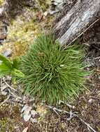 Image of Tussock Rosette Grass