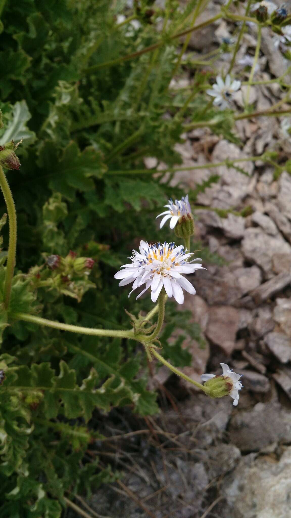 Leucheria runcinata Gill. & D. Don resmi