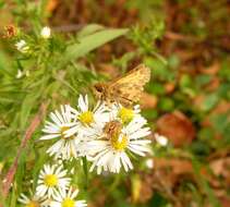 Atalopedes campestris Boisduval 1852 resmi