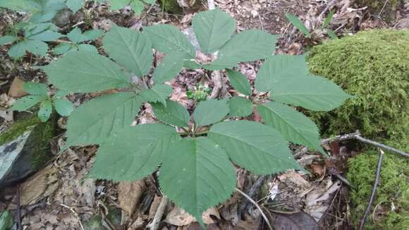 Panax quinquefolius L. resmi