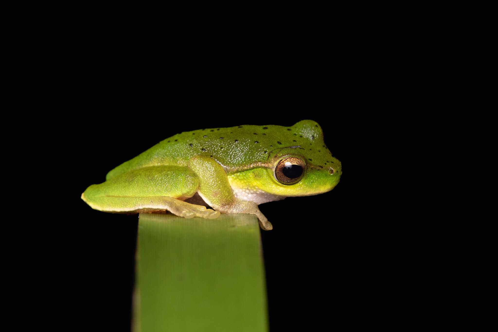 Image of mountain stream tree frog