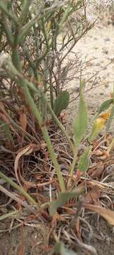 Imagem de Limonium brasiliense (Boiss.) O. Kuntze