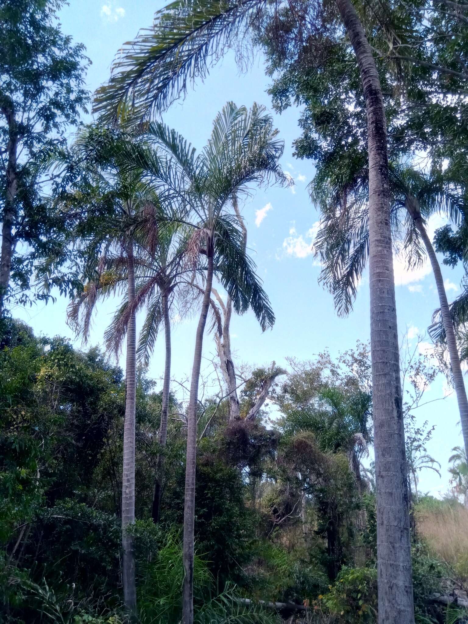 Image of Dypsis madagascariensis (Becc.) Beentje & J. Dransf.