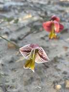 Gladiolus watermeyeri L. Bolus resmi