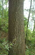 Image of Chiapas White Pine