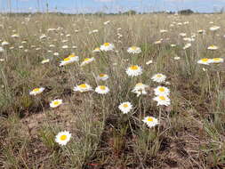 Image of Leucochrysum albicans subsp. tricolor (DC.) N. G. Walsh