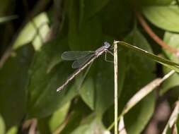 Image of Spotted Spreadwing