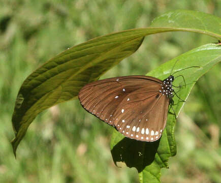 Image of Euploea sylvester harrisii Felder, C., Felder & R. 1865