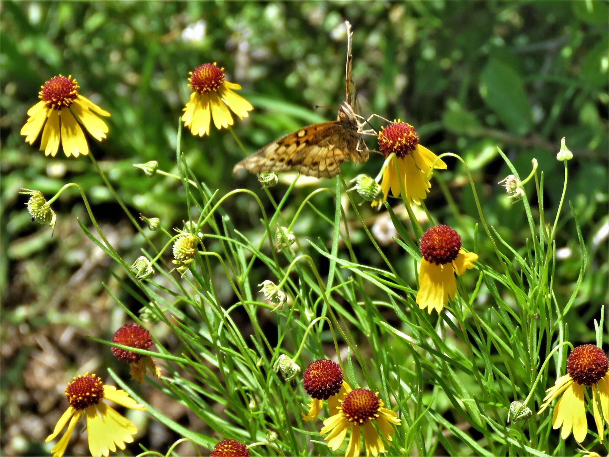 Helenium amarum var. badium (A. Gray ex S. Wats.) Waterfall resmi