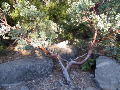 Arctostaphylos viscida subsp. mariposa (Dudley) P. V. Wells resmi