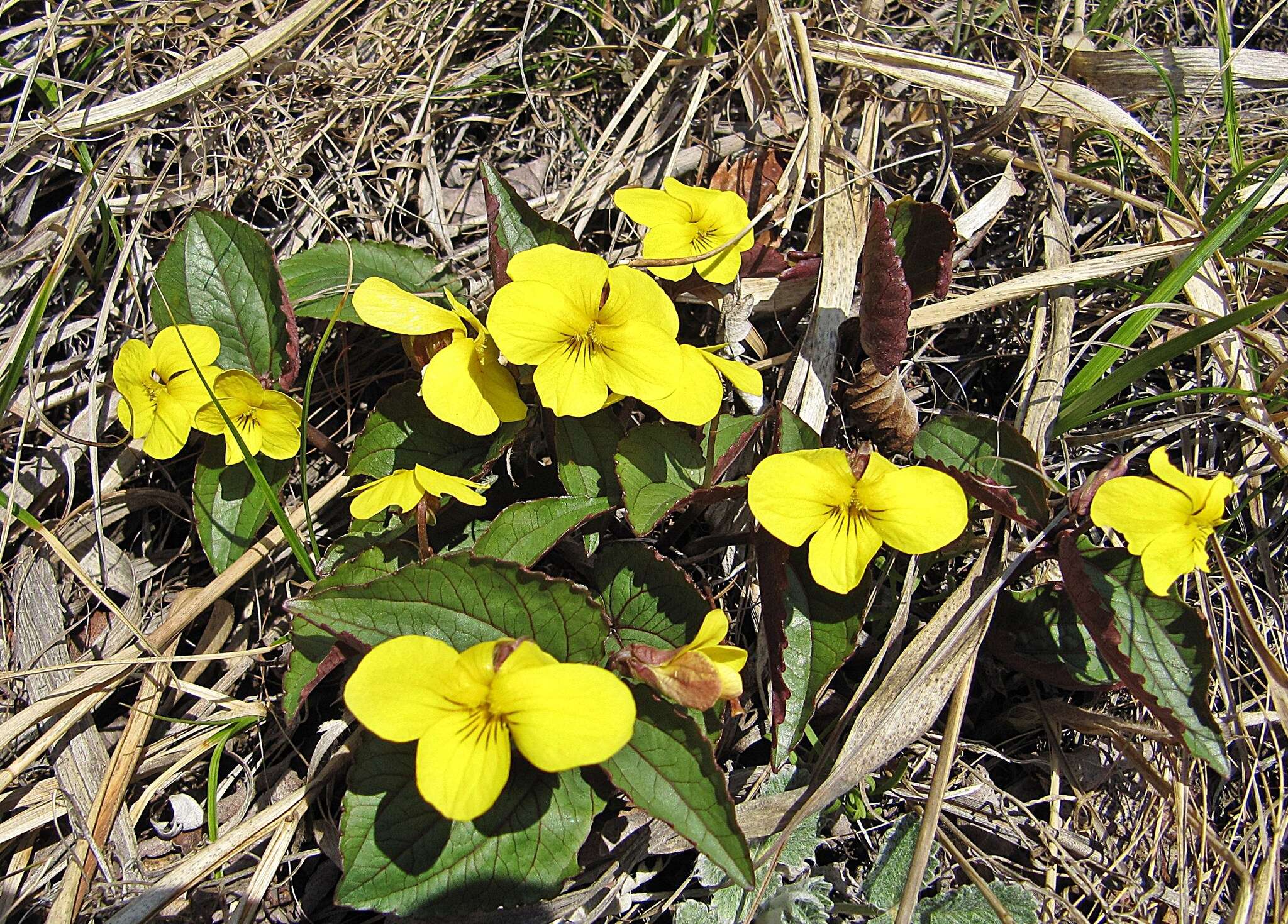 Image de Viola orientalis (Maxim.) W. Beck.