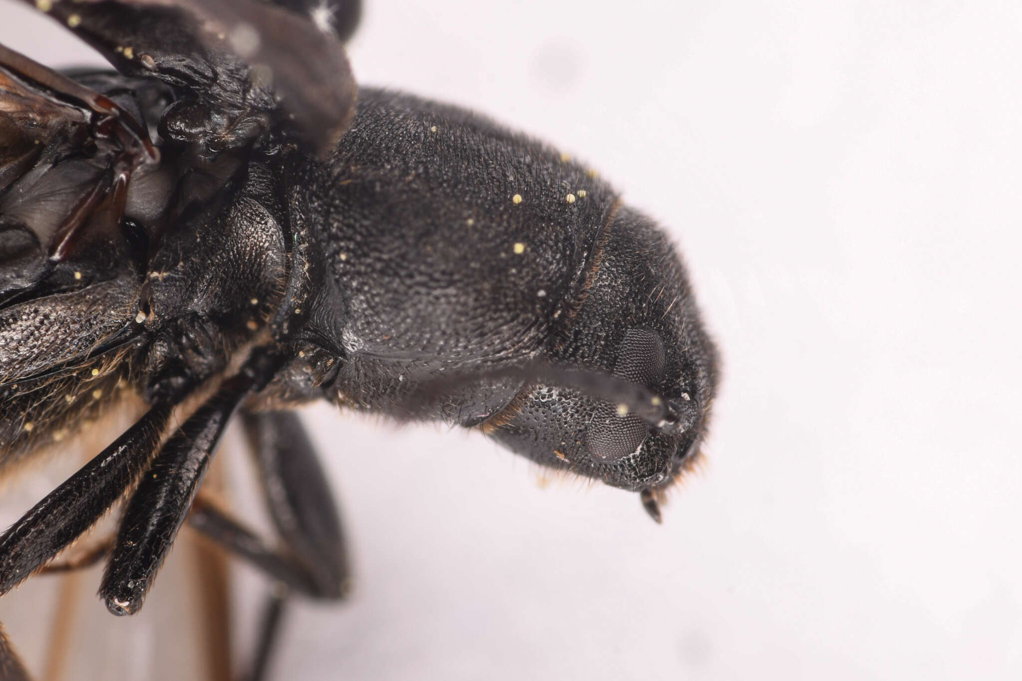 Image of Black Spruce Borer