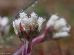 Imagem de Antennaria neglecta Greene