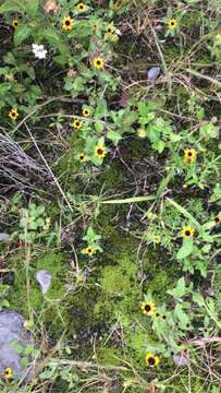 Image of Mexican creeping zinnia