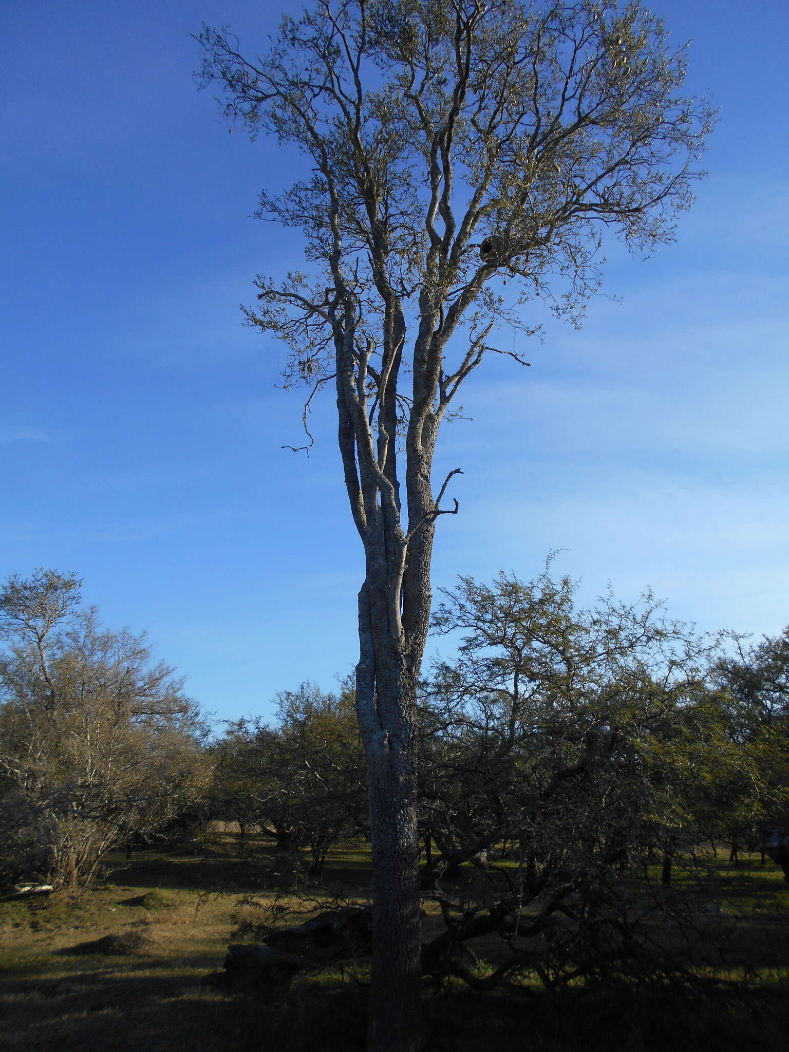 Image of Aspidosperma quebracho-blanco Schltdl.