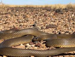 Image of inland taipan