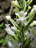 Image of Tropical False Rein Orchid