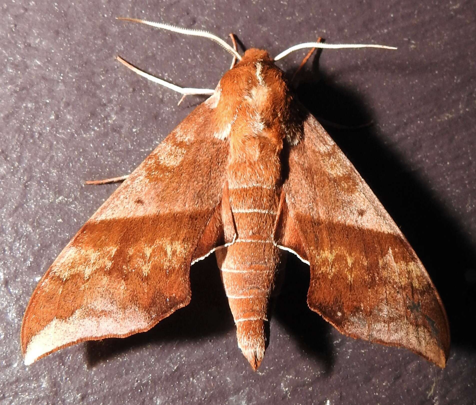 Image of Azalea Sphinx