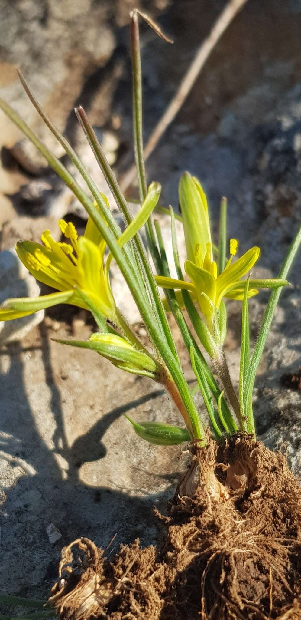 Gagea chlorantha (M. Bieb.) Schult. & Schult. fil.的圖片