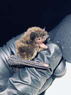 Image of Yuma Myotis