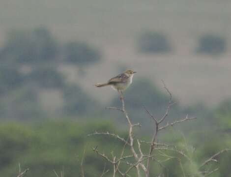 Image of Cisticola tinniens tinniens (Lichtenstein & Mhk 1842)