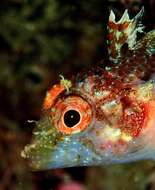 Image of Black-faced Blenny