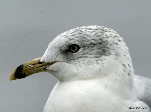 Image of Ring-billed Gull