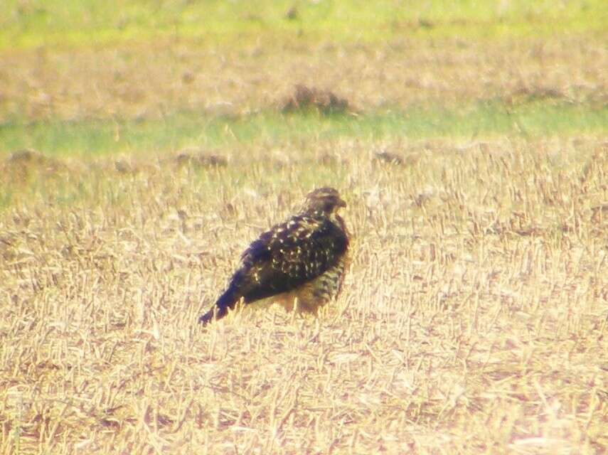 Image of Swainson's Hawk