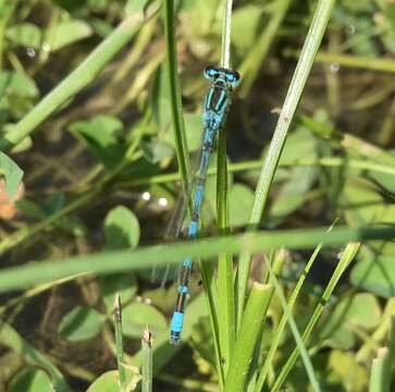 Image of Ornate Bluet