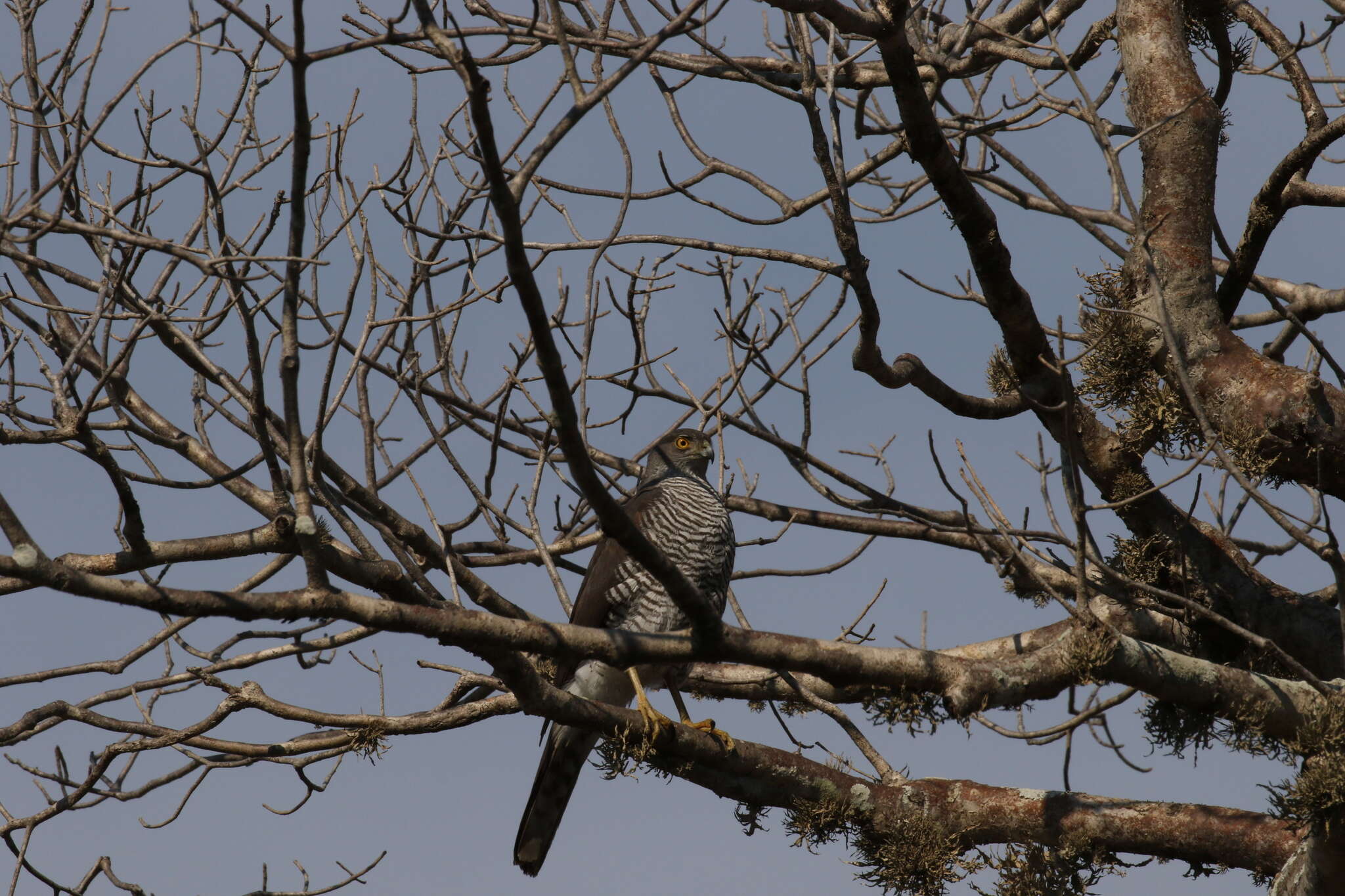 Image of Madagascan Sparrowhawk