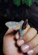 Image of Cramer's Sphinx Moth