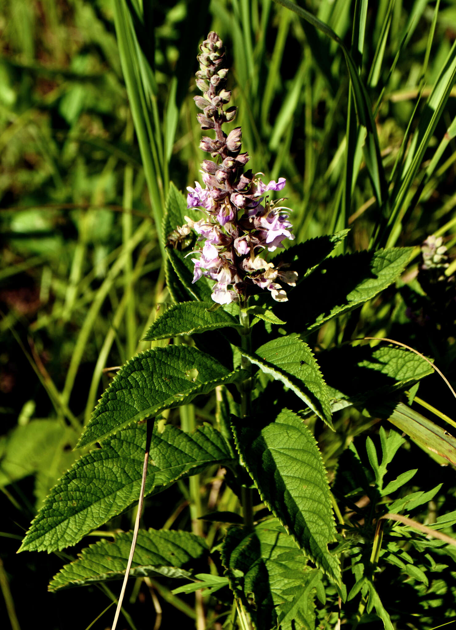 Image of Canada germander