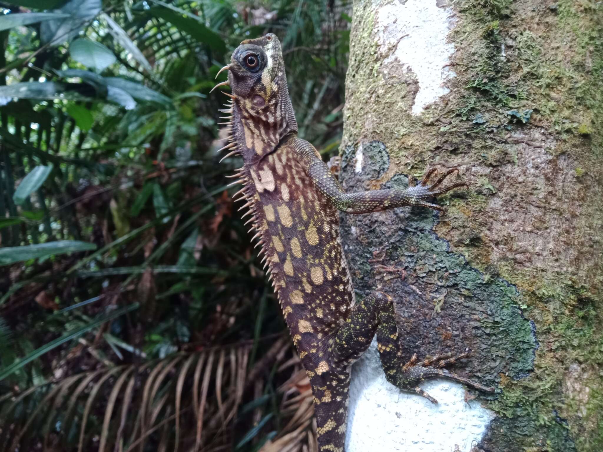 Image of armored pricklenape