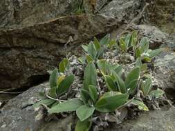 Image of Myosotis macrantha (Hook. fil.) Benth. & Hook. fil.