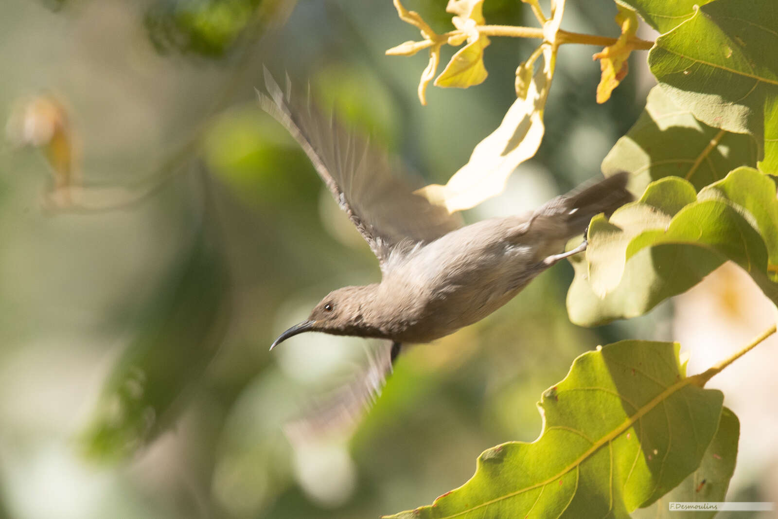 Image of Dusky Honeyeater