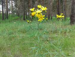 Image of Hieracium umbellatum subsp. filifolium (Üksip) Tzvel.