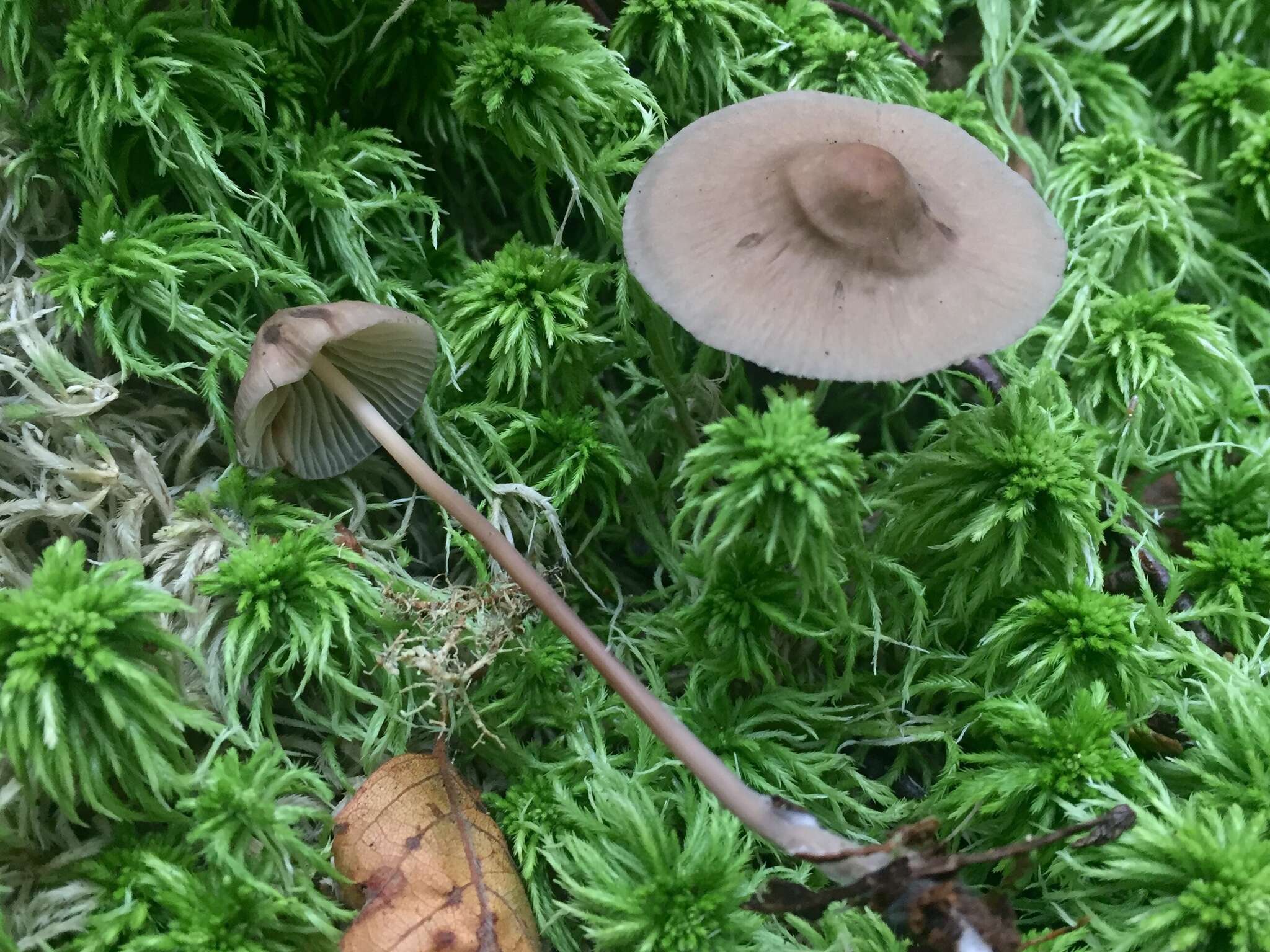 Image of Mycena megaspora Kauffman 1933