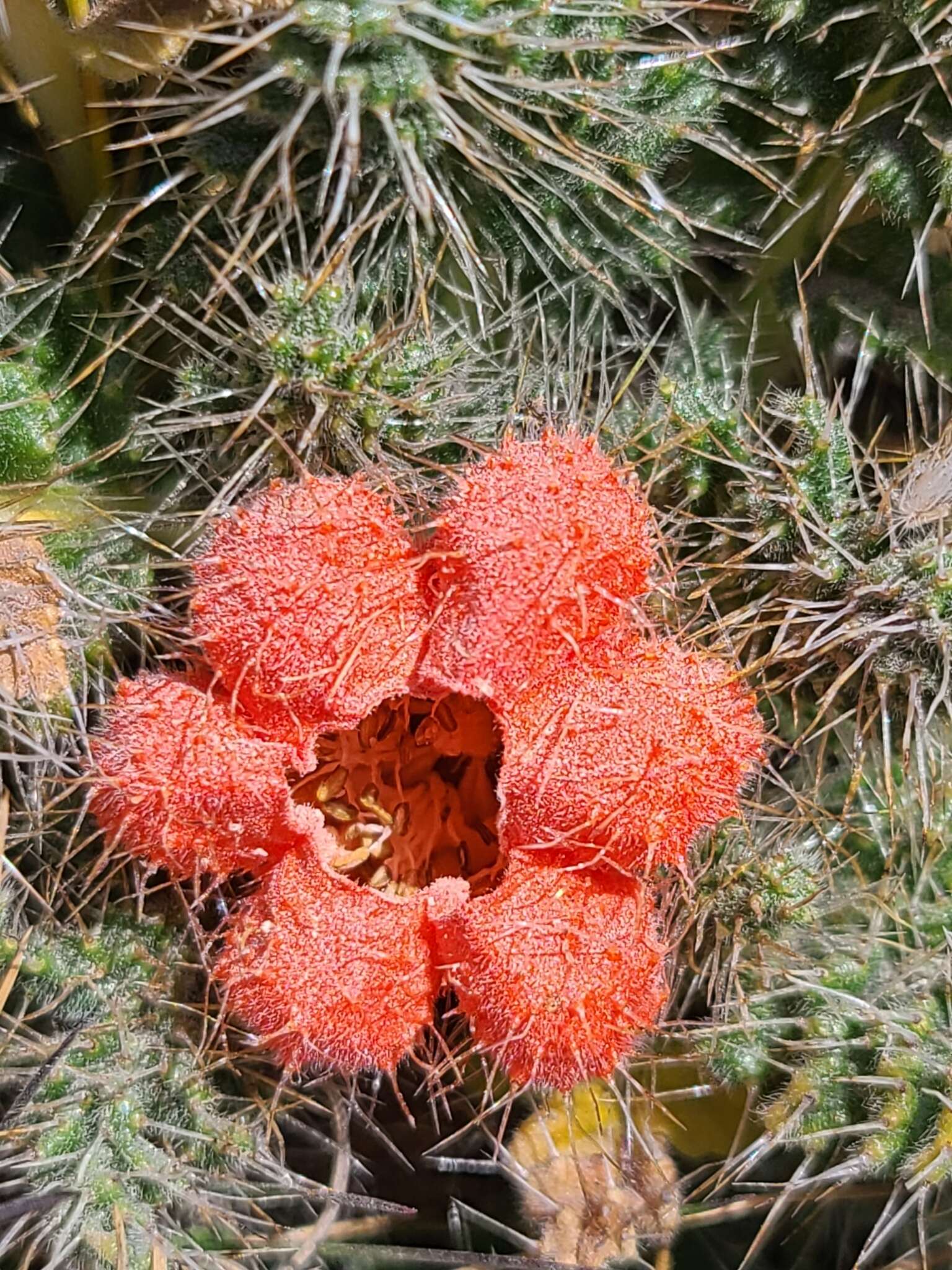 Image of Caiophora rosulata subsp. rosulata