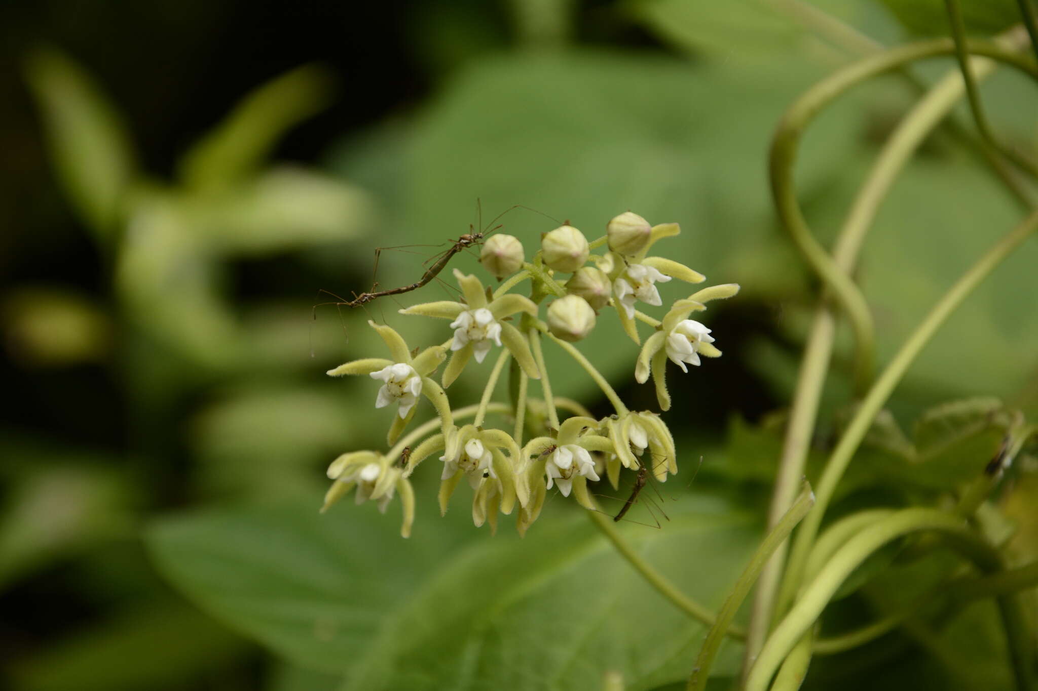 Imagem de Cynanchum auriculatum Royle ex Wight