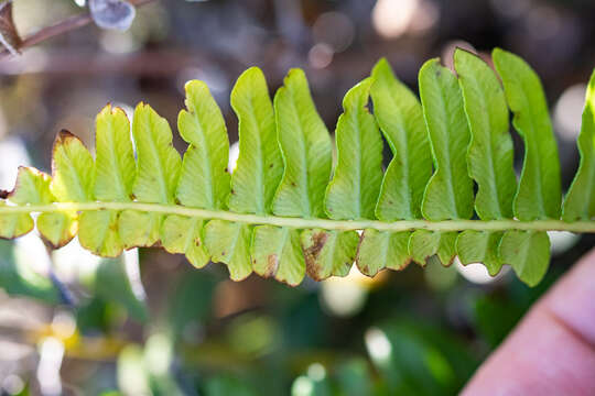 Image de <i>Nephrolepis <i>cordifolia</i></i> var. cordifolia