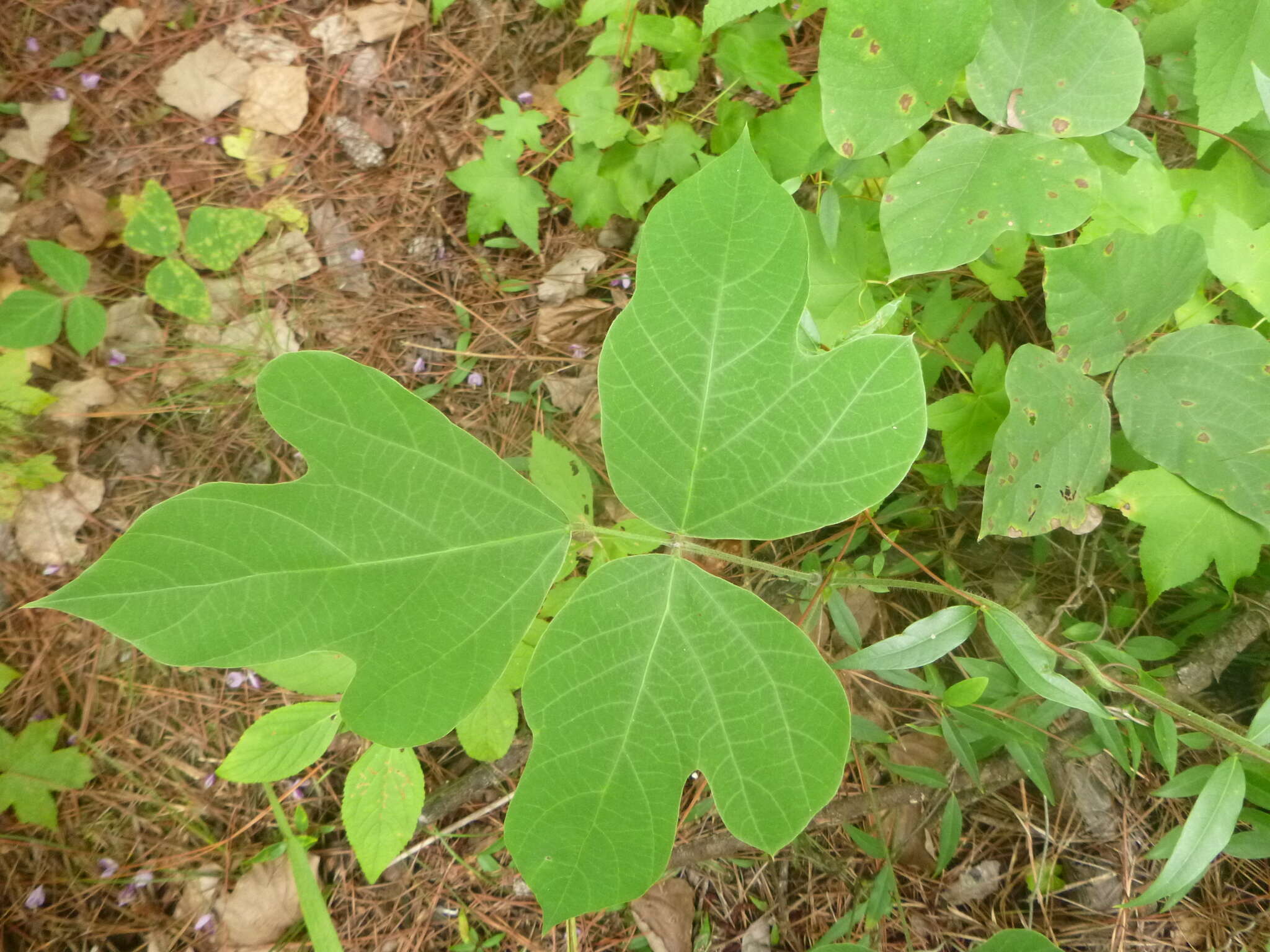 Слика од Pueraria montana var. lobata (Willd.) Sanjappa & Pradeep