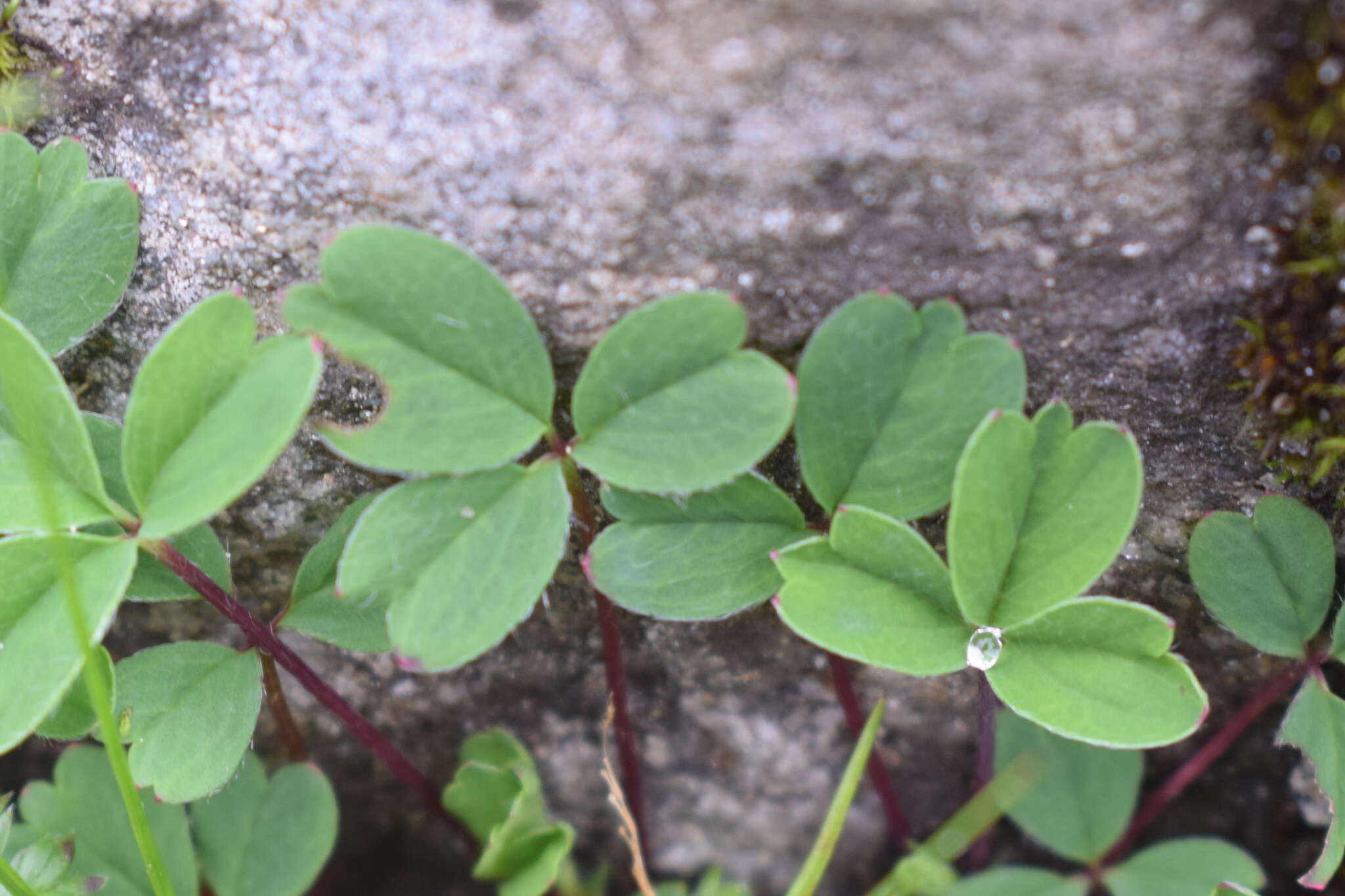 Image de Sibbaldia cuneata Hornem. ex Kuntze