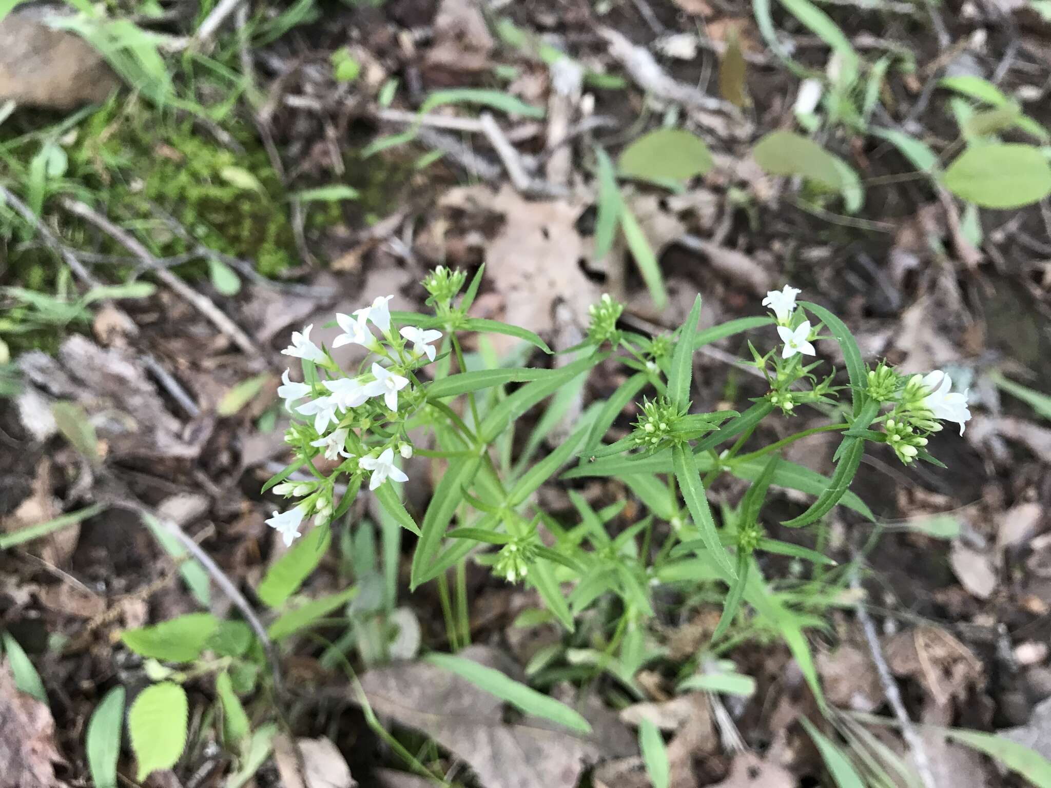 Image of longleaf summer bluet