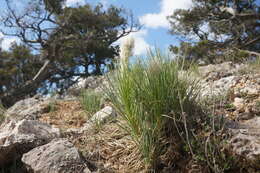 Image of Asphodeline taurica (Pall. ex M. Bieb.) Endl.